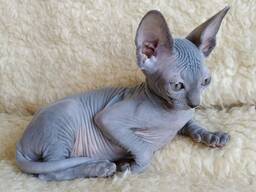 3 adorables gatitos Sphynx disponibles para reservar