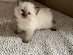 3 gatitos Ragdoll registrados en TICA en venta