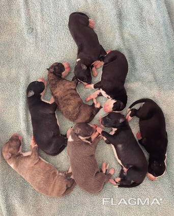 Cachorros de whippet de raza pura