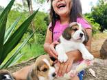 Adorable beagle puppies for sale - foto 2