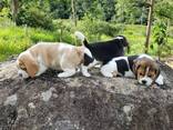 Adorable little beagle puppies for sale - foto 3