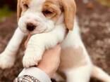 Adorable little beagle puppies for sale - фото 1