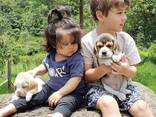 Adorable little beagle puppies for sale - foto 1