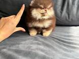Adorable little miniature Spzit pomerians puppies for sale - фото 3