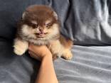 Our pomeranians Spitz puppies are looking for a new home - foto 1