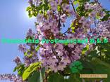 Arboles de Paulownia Tomentosa, Ze Pro, Turbo Pro, PaoTong Z07, ShanTong, Kawakamii