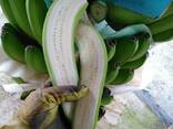 Банан Cavendish оптом из Эквадора