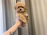 Gorgeous maltipoo F1 puppies for sale - foto 1