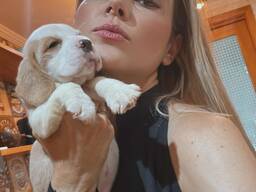 Beautiful Beagle Puppies for sale