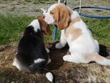 Beautiful Beagle Puppies for sale - photo 1