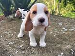 Beautiful Beagle Puppies for sale - photo 3