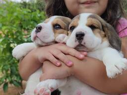 Beautiful beagle puppies for sale
