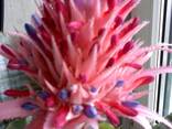 Beautiful flowers - photo 1