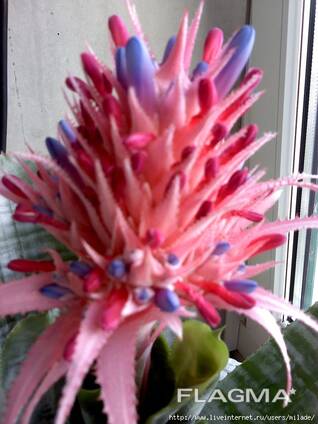 Beautiful flowers
