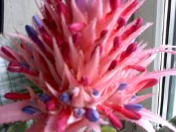 Beautiful flowers
