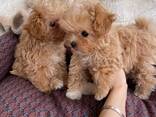 Beautiful male and female Maltipoo puppies, - foto 1