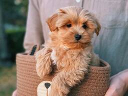 Beautiful maltipoo F1 puppies are looking for a new home
