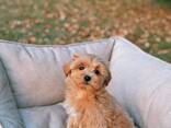 Beautiful maltipoo F1 puppies are looking for a new home - photo 1