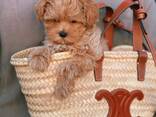 Beautiful maltipoo F1 puppies are looking for a new home - photo 2