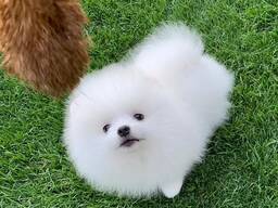 Beautiful Pomeranian Spitz