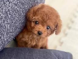 Beautiful purebred toy poodle mini puppies looking for their forever homes
