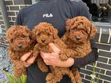Hermosos cachorros caniche toy - фото 1