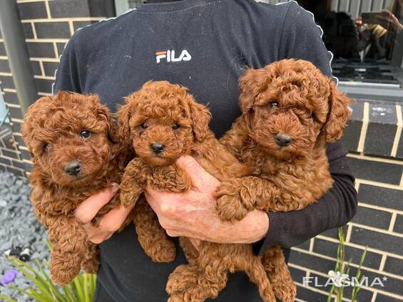 Hermosos cachorros caniche toy