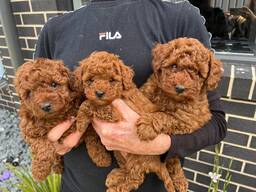 Beautiful toy poodle puppies