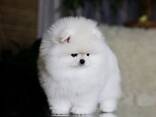 Beautiful white Pomeranian puppies for sale and looking for their forever homes - photo 3