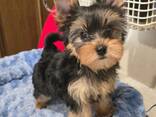 Beautiful Yorkshire mini puppies babies for sale - foto 2