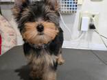 Beautiful Yorkshire mini puppies babies for sale - foto 3