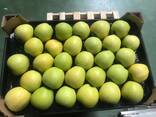 Best apples from Poland wholesale - фото 2