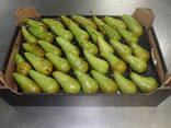 Best pears from Poland wholesale