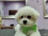 BICHÓN FRISÉ cachorros en venta - foto 4