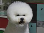 BICHÓN FRISÉ cachorros en venta - foto 6