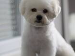 BICHÓN FRISÉ cachorros en venta - foto 8