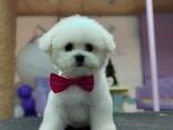 BICHÓN FRISÉ cachorros en venta - foto 10