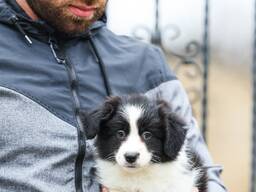 Border Collie - cachorros