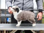 Border Collie - cachorros - фото 2