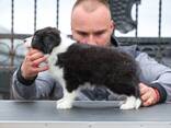 Border Collie - cachorros - фото 4