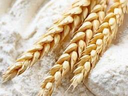 HARINA al por mayor en sacos de 50 kg y paquetes de 1 kg