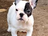 Bulldog Francés - Cachorros Hermosos - фото 1
