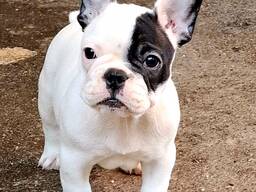 Bulldog Francés – Cachorros Hermosos