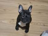 Bulldog Francés – Cachorros Hermosos - photo 1