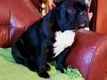 Bulldog Francés – Cachorros Hermosos - photo 3