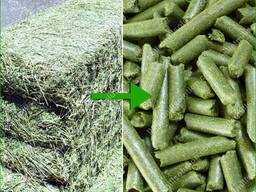 Buy Alfalfa hay, Alfalfa Pellets, Alfalfa cubes