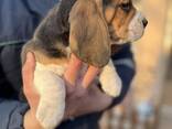 Cachorra Beagle hembra - foto 3