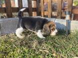 Cachorra Beagle hembra - foto 4