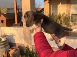 Cachorra Beagle hembra - foto 5