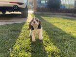 Cachorra Beagle hembra - foto 10